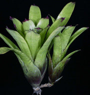 Neoregelia melanodonta x pauciflora - Tropiflora