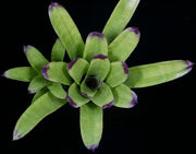Neoregelia melanodonta x pauciflora - Tropiflora