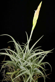 Tillandsia boliviensis - Tropiflora