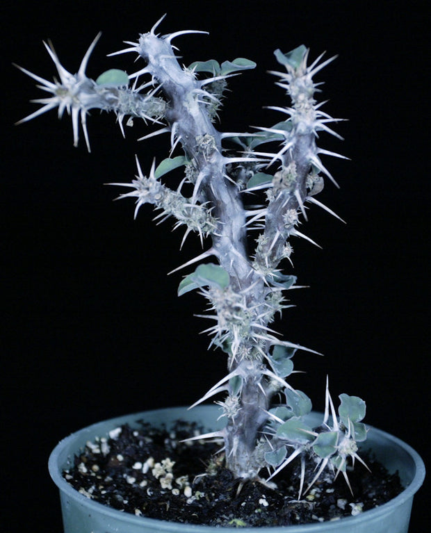 Euphorbia croizatii