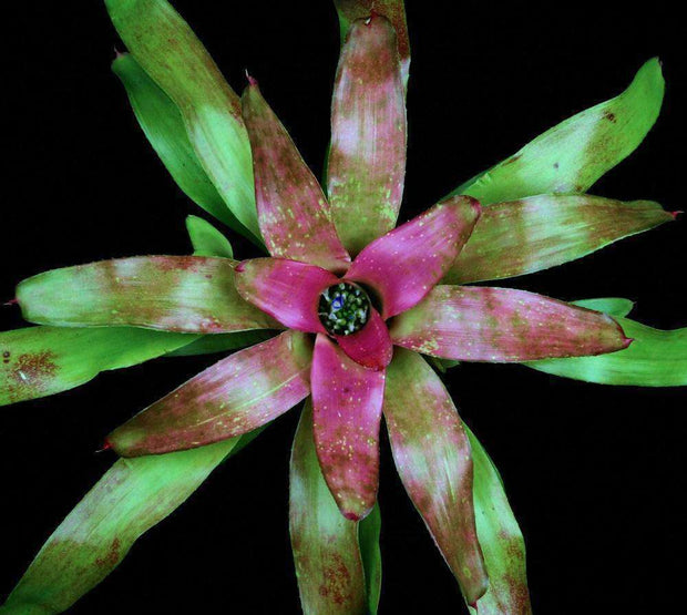 Neoregelia 'Eyelet' (Vinzant) - Tropiflora