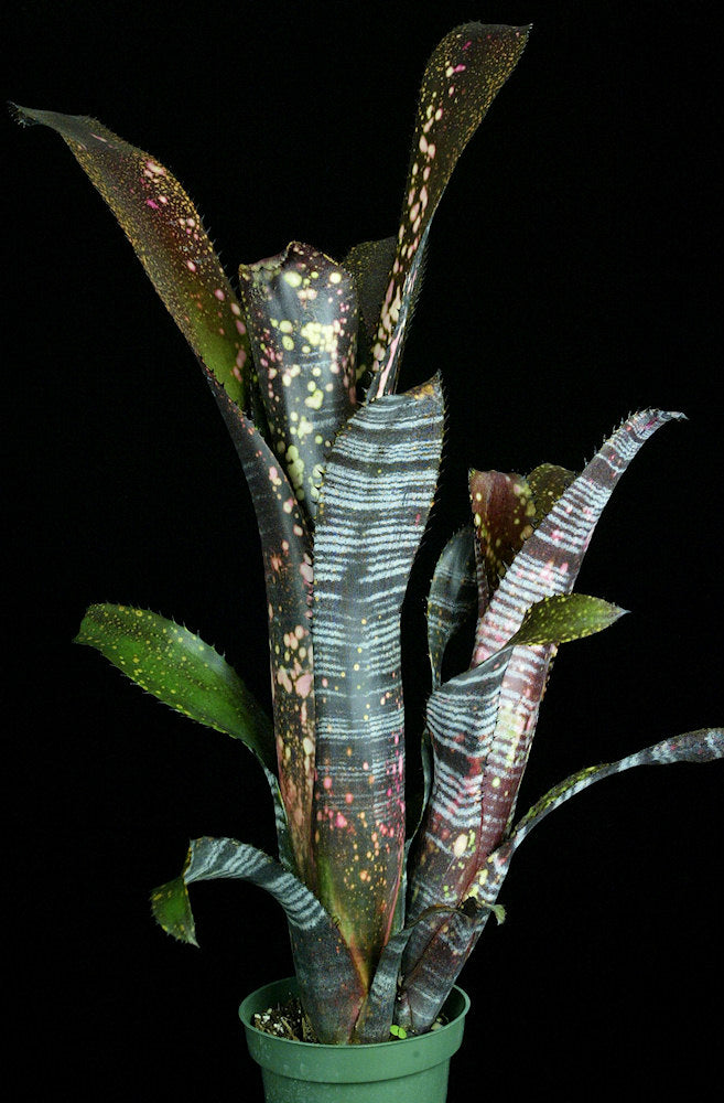 ブロメリア・エアープランツ Billbergia Obi-Wan Billbergia 'Obi-Wan' – Tropiflora
