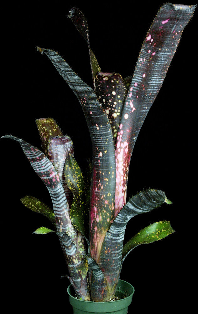Billbergia Obi-Wan ② 665BillbergiaObiWan_1080x.jpg?