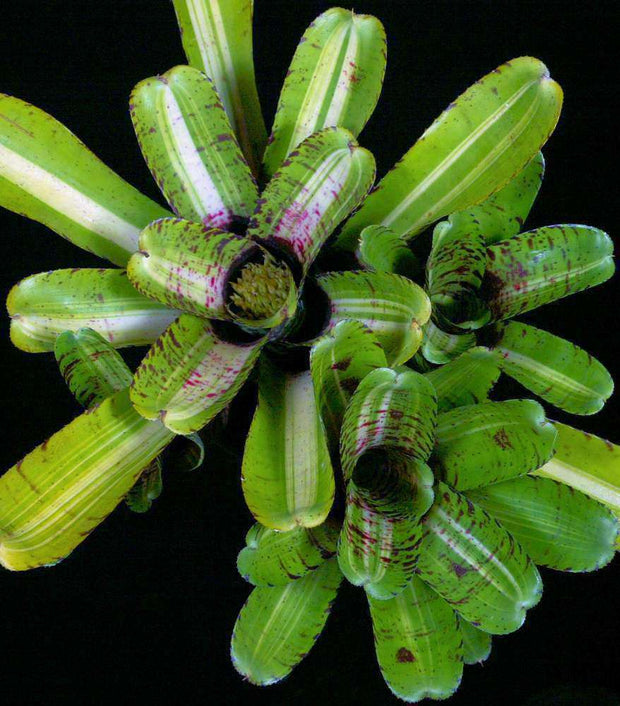 Neoregelia 'Delirious' - Tropiflora