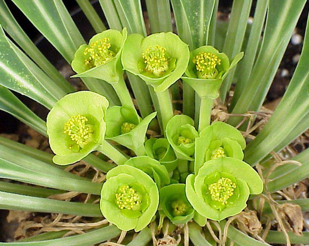 Euphorbia bupleurifolia Africa