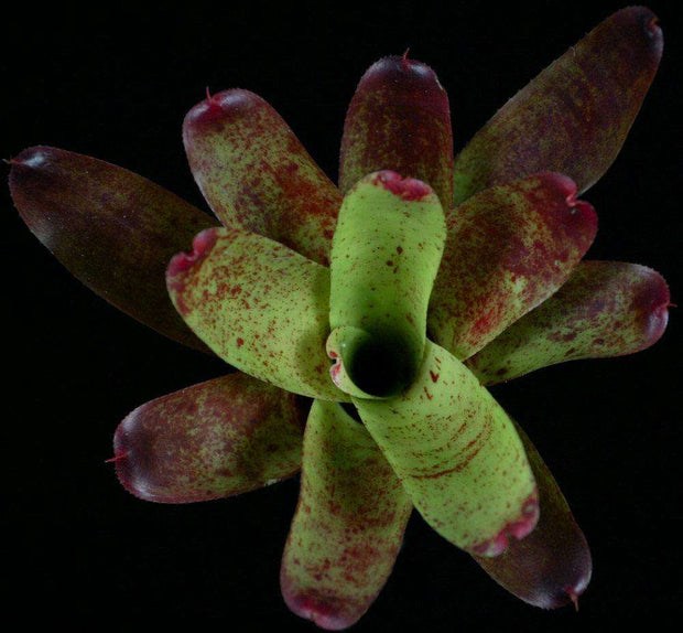 Neoregelia olens '696' - Tropiflora