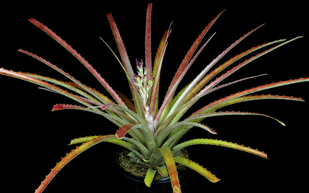 Bromelia species Sinaloa Mexico