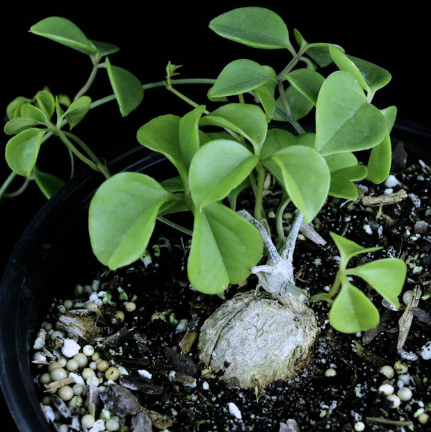 Neoalsomitra sarcophylla
