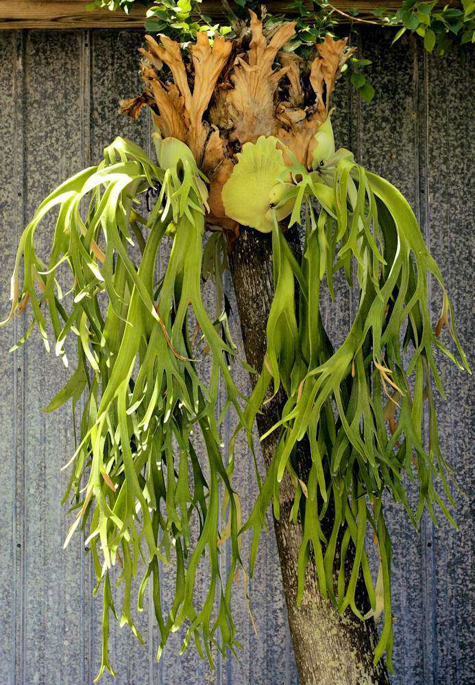 Platycerium willinckii – Tropiflora