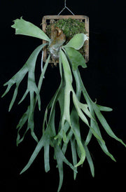 Platycerium willinckii