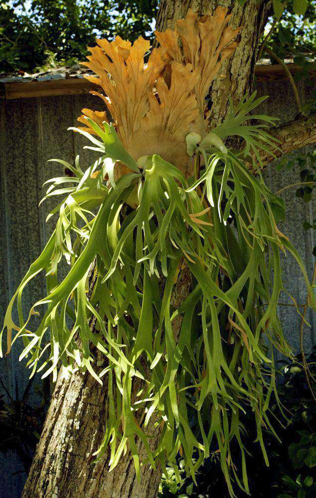 P. willinckii ’Jenny’ TC 1615 Platycerium Willinckii 'jenny' - Miniature DIY Paper