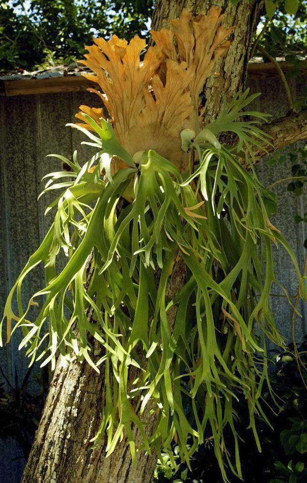 Platycerium willinckii - Tropiflora