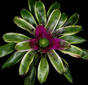 Neoregelia concentrica albomarginated - Tropiflora