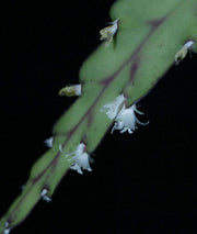 Rhipsalis species ex Hans Wiehler GRF - Tropiflora