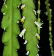 Rhipsalis species ex Hans Wiehler GRF - Tropiflora