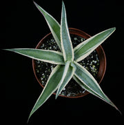 Agave guiengola 'Creme Brulee'