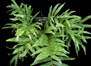 Drynaria quercifolia variegated - Tropiflora