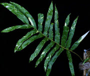 Drynaria quercifolia variegated - Tropiflora