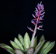 Aechmea 'Pilfered' - Tropiflora