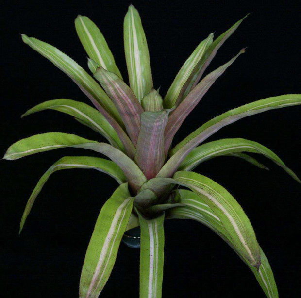 Aechmea 'Pilfered' - Tropiflora