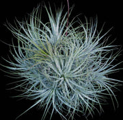 Tillandsia ionantha 'Zebrina' - Tropiflora