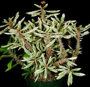 Euphorbia milii white variegated - Tropiflora