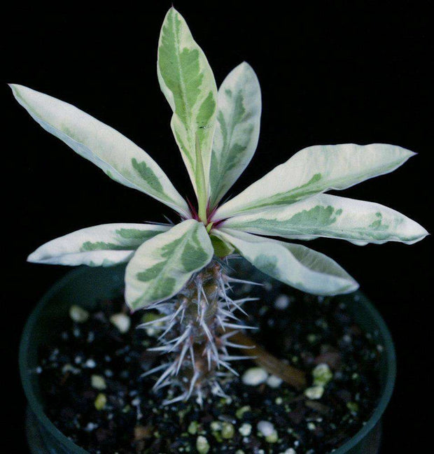 Euphorbia milii white variegated