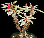 Euphorbia milii white variegated - Tropiflora