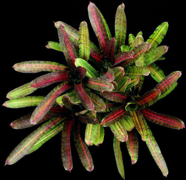 Neoregelia 'Intense Heat' - Tropiflora