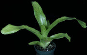 Neoregelia rothinessa - Tropiflora