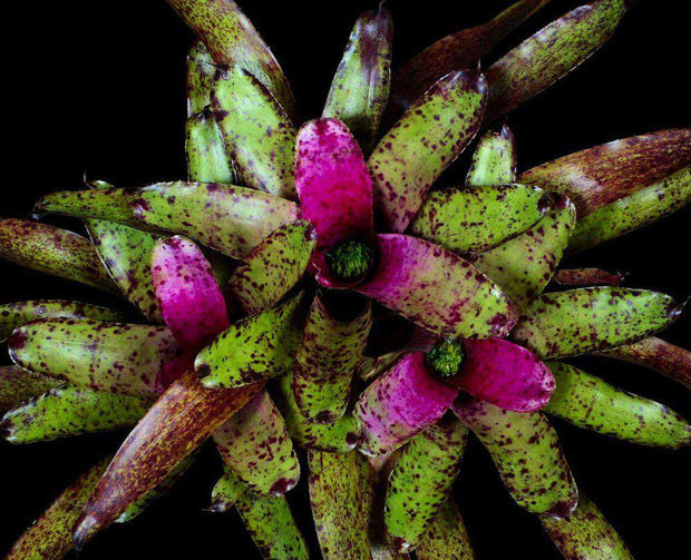Neoregelia 'Specktickle' - Tropiflora