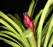 Portea nana - Tropiflora