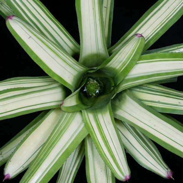 Neoregelia cruenta 'Variegated' (Rafael) - Tropiflora