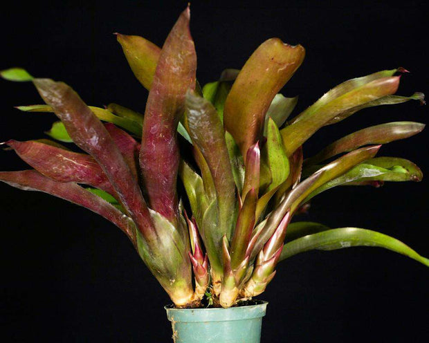 Neoregelia 'Royal Flush' - Tropiflora