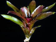Neoregelia 'Royal Flush' - Tropiflora