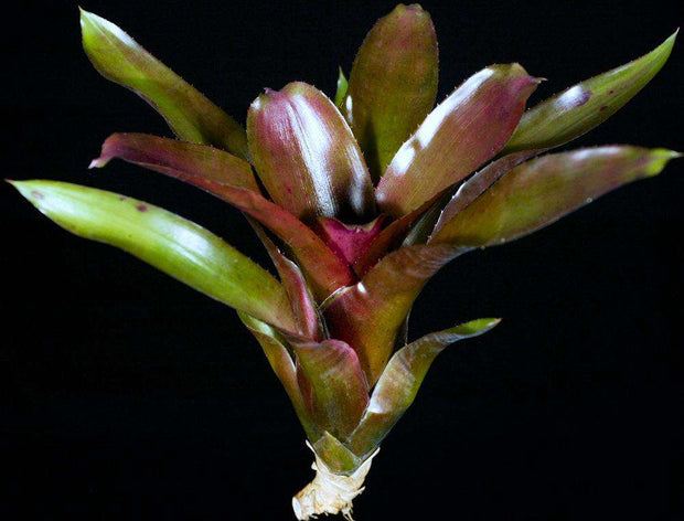 Neoregelia 'Royal Flush' - Tropiflora
