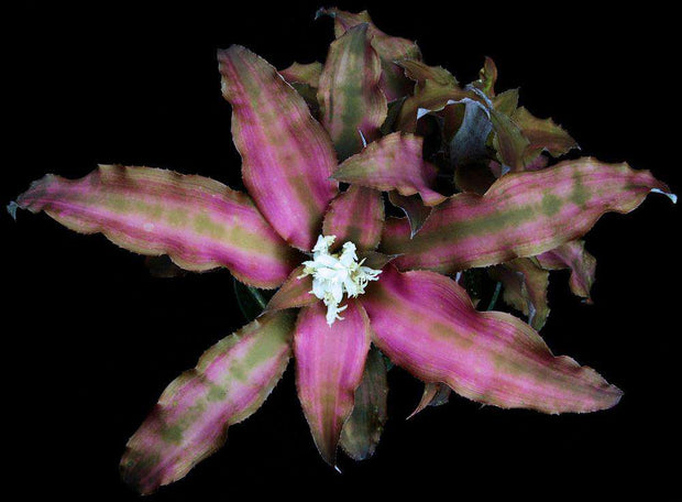 Cryptanthus 'Pink Butterfly'