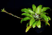 Neoregelia sapiatibensis - Tropiflora