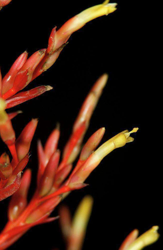 Aechmea amicorum - Tropiflora