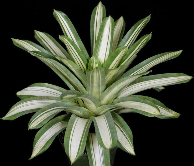 Vriesea pseudoatra 'Eureka' - Tropiflora