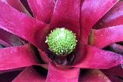 Neoregelia 'Zuleica' - Tropiflora