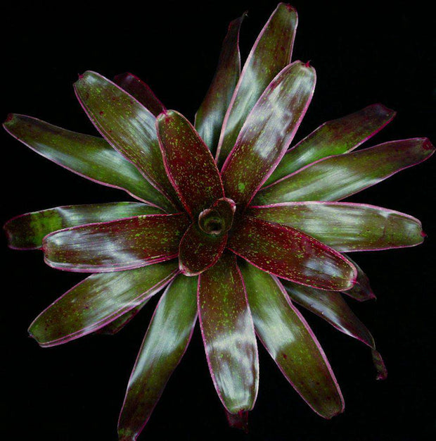Neoregelia 'Zelia' - Tropiflora