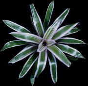Vriesea 'Rosita' - Tropiflora