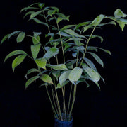 Ceratozamia miquelliana - Tropiflora