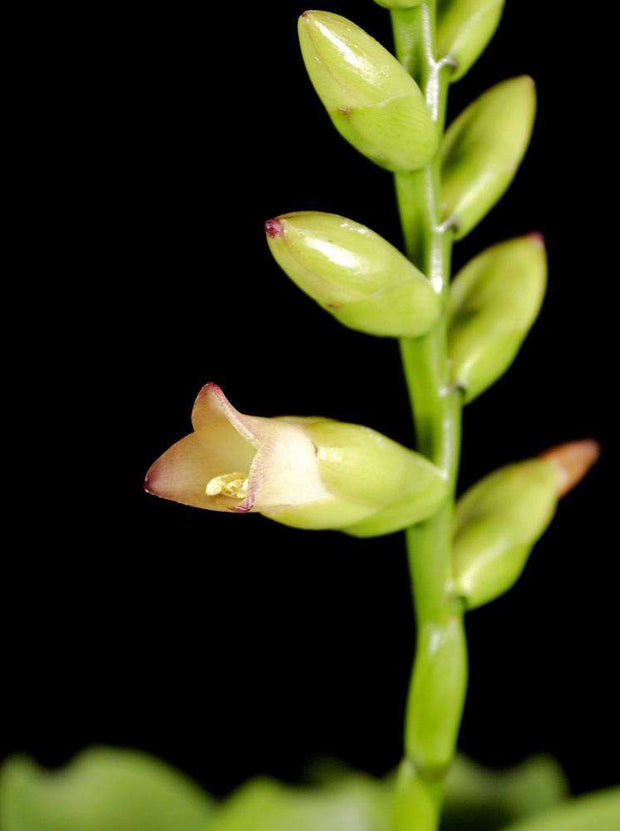 Vriesea rafaelii - Tropiflora