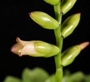 Vriesea rafaelii - Tropiflora