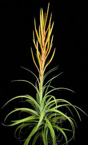 Tillandsia guenthernolleri Rio Marabasco - Tropiflora