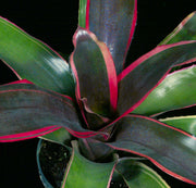 Neoregelia 'Chester'