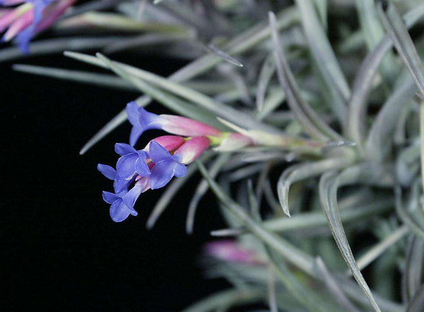 Tillandsia aeranthos v. aemula - Tropiflora