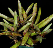 Neoregelia ampullacea 'Tigrina' - Tropiflora